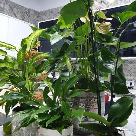 Apartmán Apartamento Rural Fayna