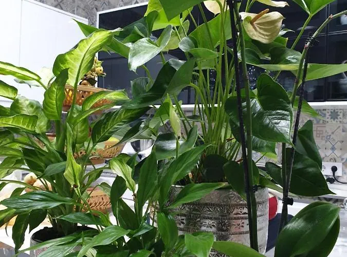 Lejlighed Apartamento Rural Fayna